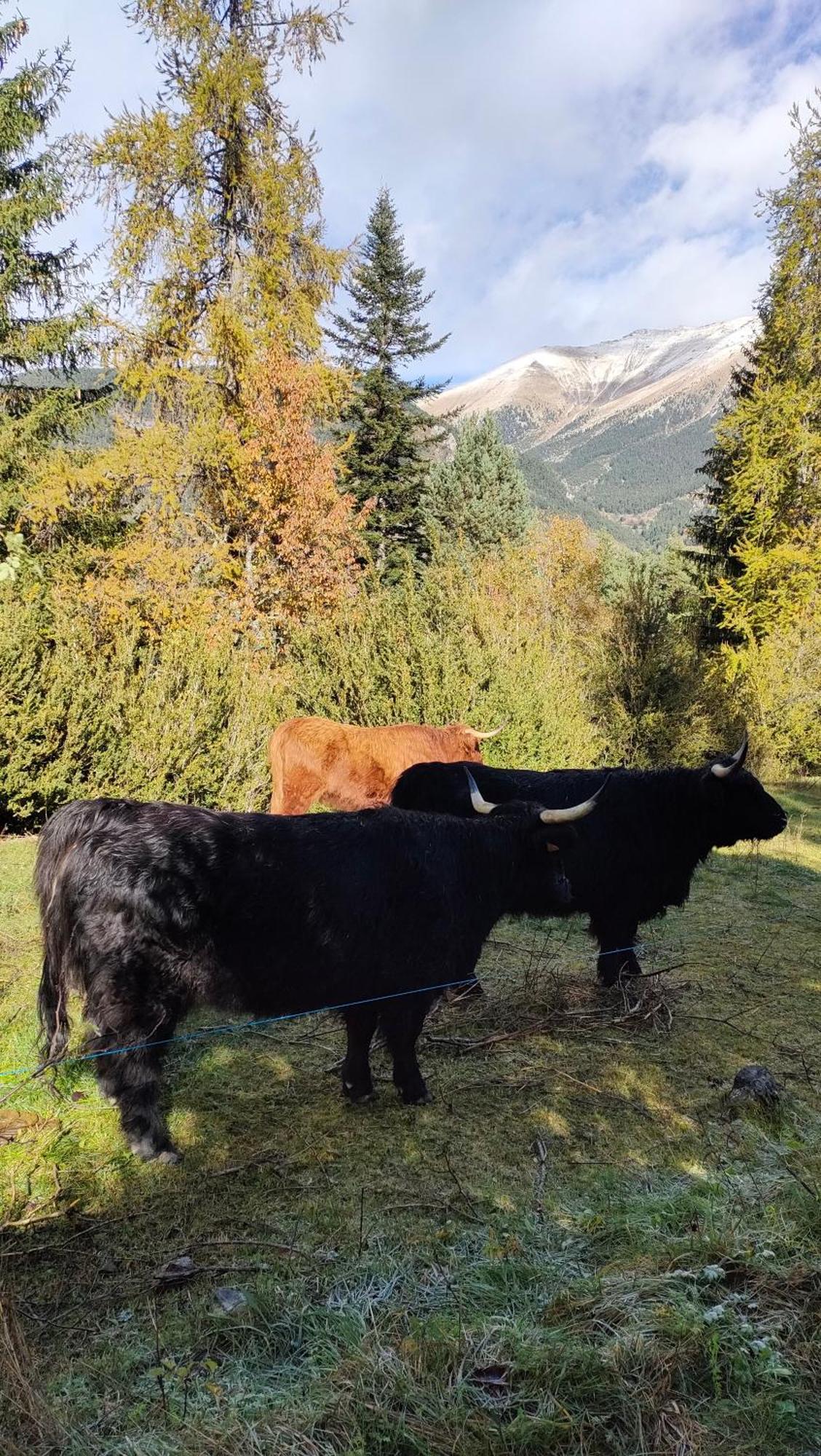Chambres D'Hotes Le Grand Chalet Valdeblore Kültér fotó